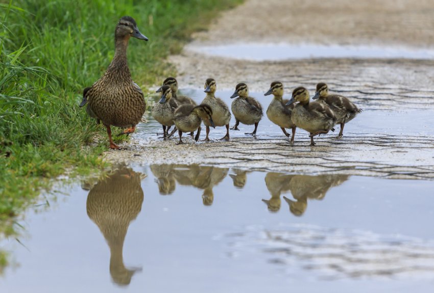 Enten
