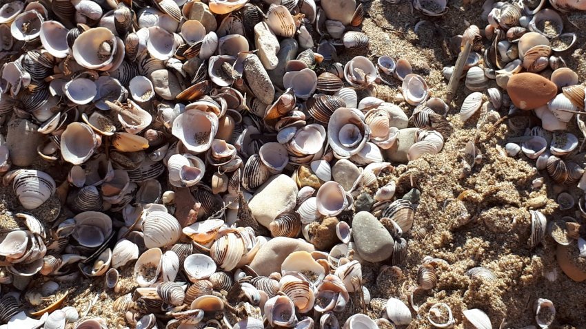 Muscheln